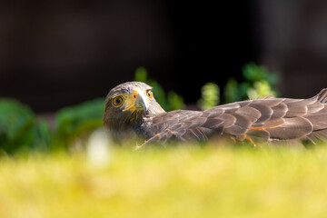 An eagle lying in a meadow at a sunny day in summer.