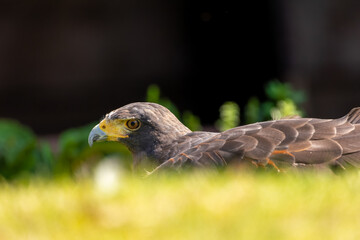 An eagle lying in a meadow at a sunny day in summer.
