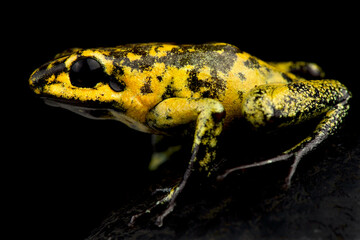 golden poison frog (Phyllobates terribilis)