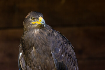 A portrait of an eagle at a sunny day in summer.