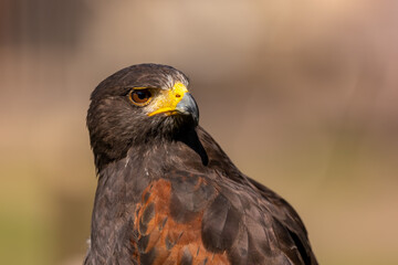 A portrait of an eagle at a sunny day in summer.