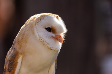A portrait of a barn owl at a sunny day in summer.