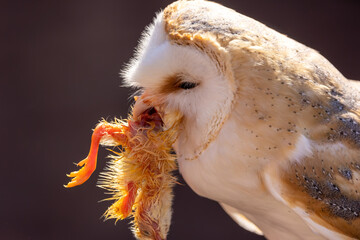 A barn owl eating a chick at a sunny day in summer.