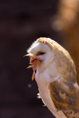 A barn owl eating a chick at a sunny day in summer.