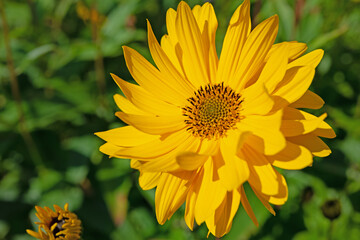 Blühende Stauden-Sonnenblumen, Helianthus decapetalus
