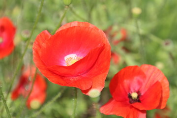 Summer Of Poppies, U of A Botanic Gardens, Devon, Alberta