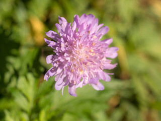 knautia blooming close up