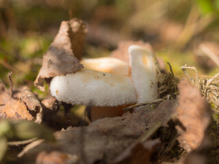 pink mushrooms in the forest