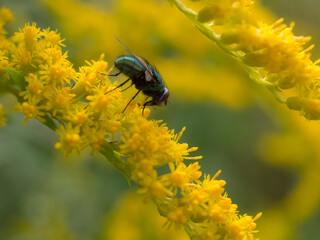 fly on yellow goldenrod flowers