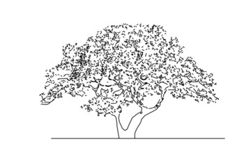 Fototapeta premium tree silhouette vector