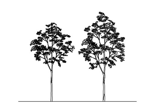silhouettes of trees