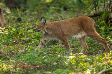 A beautiful lynx (bobcat) walking through a forest in a natural reserve in Germany at a sunny day in summer.