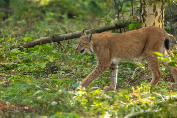 Fototapeta premium A beautiful lynx (bobcat) walking through a forest in a natural reserve in Germany at a sunny day in summer.