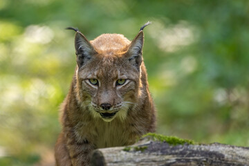 Fototapeta premium A beautiful lynx (bobcat) walking through a forest in a natural reserve in Germany at a sunny day in summer.