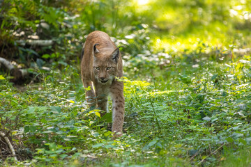 A beautiful lynx (bobcat) walking through a forest in a natural reserve in Germany at a sunny day in summer. © ms_pics_and_more