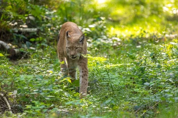 Foto op Aluminium A beautiful lynx (bobcat) walking through a forest in a natural reserve in Germany at a sunny day in summer. © ms_pics_and_more
