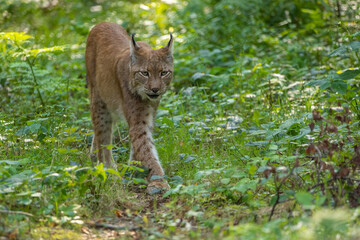Naklejka na ściany i meble A beautiful lynx (bobcat) walking through a forest in a natural reserve in Germany at a sunny day in summer.