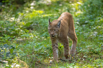 A beautiful lynx (bobcat) walking through a forest in a natural reserve in Germany at a sunny day in summer.