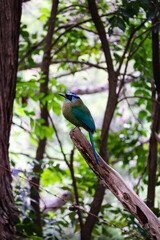 Pajaro Bobo from Costa Rica