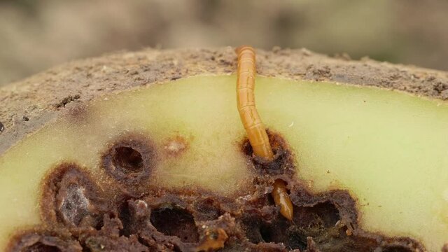 Wireworm on heavily damaged potato. Potato  full of holes and black spots. Crop failure. Close up