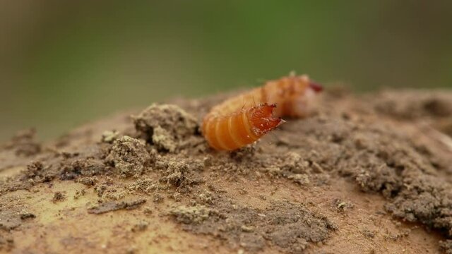 Close up of wireworm on it&lsquo;s back, lying on potato