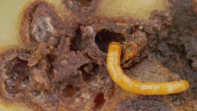 Wireworm on heavily damaged potato. Potato  full of holes and black spots. Crop failure. Extrem close up