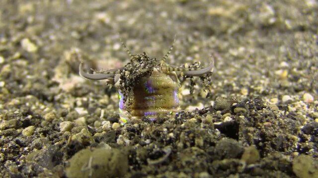Bobbit worm lurking in seabed, upper body part with jaws sticking out of sand, close-up shot during night