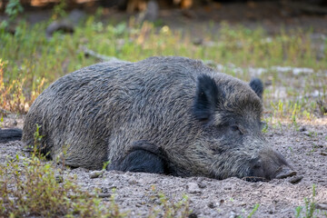 Naklejka na ściany i meble A lazy wild boar lying on the ground in a forest in Hesse, Germany at a sunny day in summer