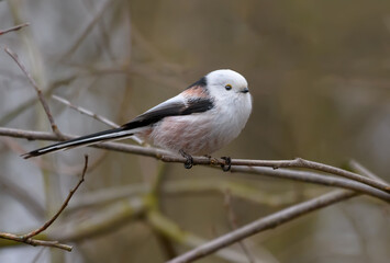 Cute Adult Long-tailed Tit (Aegithalos caudatus) posing on tiny branch in early spring 