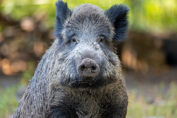 A portrait of a wild boar in a forest in Hesse, Germany at a sunny day in summer.