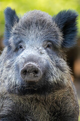 A portrait of a wild boar in a forest in Hesse, Germany at a sunny day in summer.