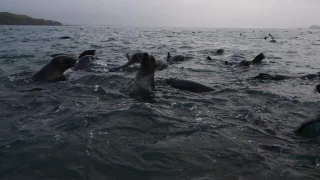 Antarctic fur seal pup close up in water