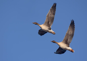 Loving couple of bean geese (Anser fabalis) sync fly in blue sky close to each other in spring © NickVorobey.com