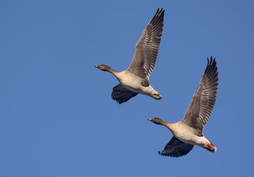 Loving couple of bean geese (Anser fabalis) sync fly in blue sky close to each other in spring