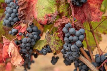 Alicante Bouschet