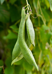 Phaseolus coccineus pods