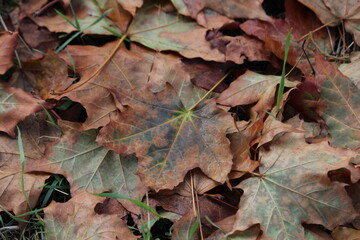 autumn leaves on the ground