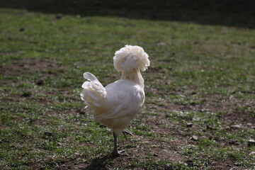 white chicken on grass