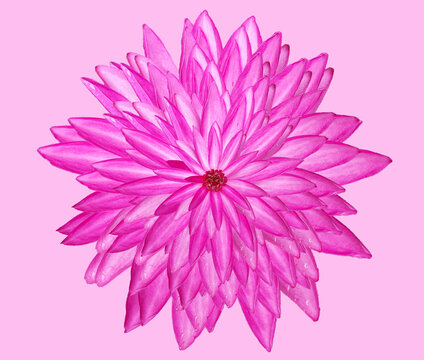 background image of pink lotus flowers merging together