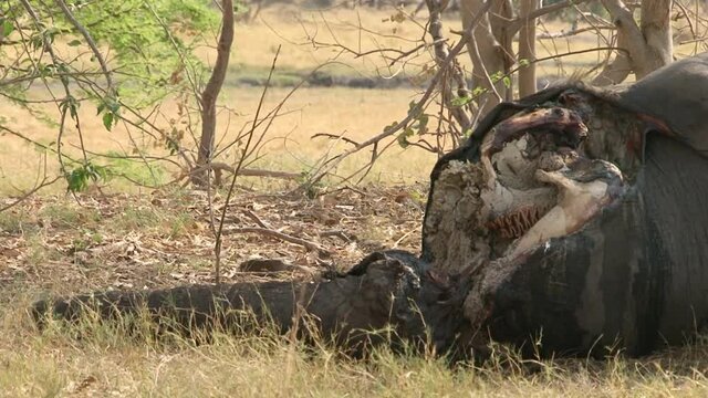 carcass of juvenile elephant in dry African savannah, close-up shot showing half missing head, remains of molars and thousands of maggots or termites feeding on rotting flesh,