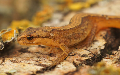 Closeup on a sub-adult Common smooth newt , Lissotriton vulgaris on a piece of wood
