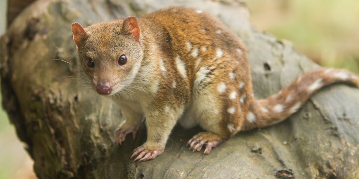 Spotted Quoll
