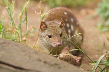 Cute Looking Spotted Quoll