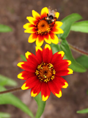 Zinnia elegans flower, zinnia red and yellow flower close - up view