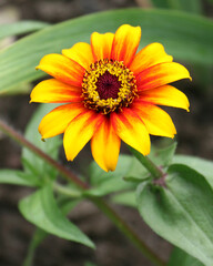 Zinnia elegans flower, zinnia red and yellow flower close - up view