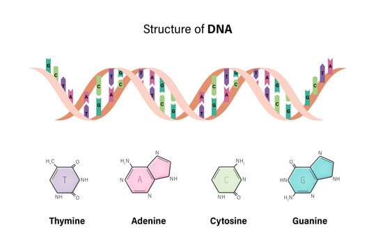Structure of DNA. Deoxyribonucleic acids. Nitrogenous base and Sugar phosphate backbone. Thymine, Adenine, Cytosine, Guanine.