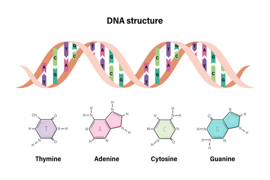 DNA structure. Deoxyribonucleic acids. Nitrogenous base and Sugar phosphate backbone. Thymine, Adenine, Cytosine, Guanine.