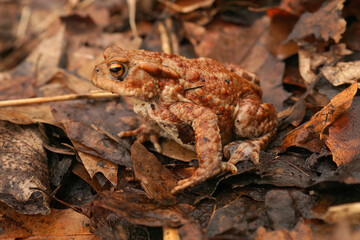Closeup on a female Common European toad, Bufo bufo sitting in leaflitter at the side of a pond