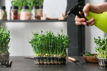 Woman spraying micro green on table, closeup