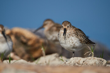 Dunlin is resting on the beach